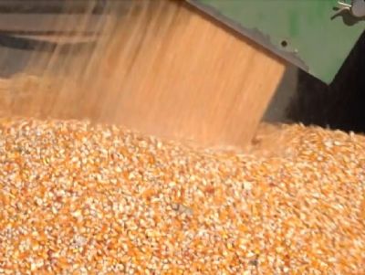 Pre�os est�veis para o milho paraguaio