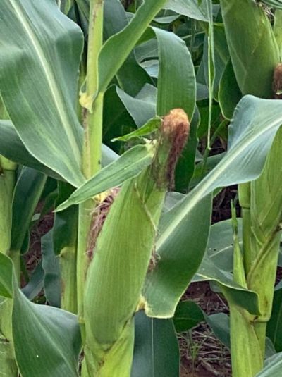 Milho safrinha em Canarana (MT) tem diminui��o de 100 mil hectares de �rea, aponta produtor local