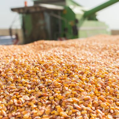 Colheita do milho chega a 0,5% em MT