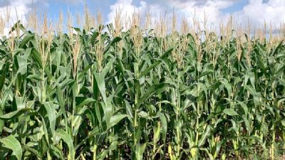 Falta de chuvas em algumas regi�es de Mato Grosso pode resultar em perdas no milho
