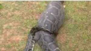 Fazendeira desaparecida � encontrada dentro de cobra P�ton na Indon�sia