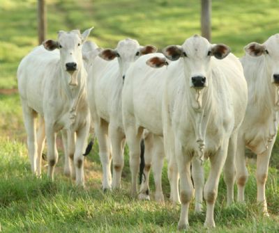 Boi Gordo: Exporta��es de Carne In Natura Mant�m Ritmo Aquecido