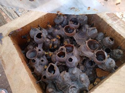 T�cnica de multiplica��o da abelha uru�u boca-de-renda para produ��o de mel � apresentada a produtores