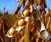 Soja: Pr�mios podem chegar a 200 cents negativos