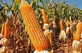 Milho chega � casa dos R$ 68,00 na B3