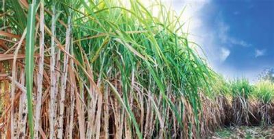 A��car opera pr�ximo da estabilidade nesta manh� de 5� feira em NY