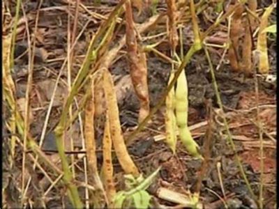 Feij�o, por Ibrafe: Como est�o os estoques dos outros pa�ses da Am�rica do Sul