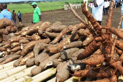Mandioca/Cepea: Pre�os Sobem, Mas M�dia Mensal Fica Abaixo Da De Junho