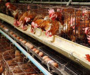 Ovos: Poder de compra avan�a frente ao farelo de soja, mas recua em rela��o ao milho