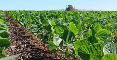 Multiss�tio da Nufam mostra controle superior da doen�a em mais de 40 ensaios realizados nas safras 2015-16 e 2016-17