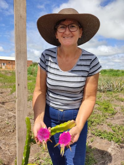 Em Ga�cha do Norte, produtora investe na produ��o de Pitaya
