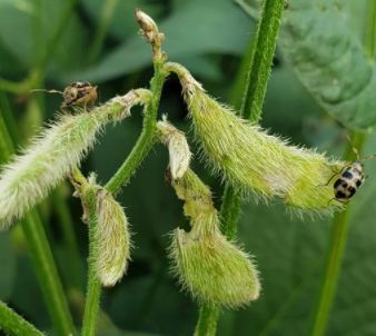 Produtor deve monitorar incid�ncia da vaquinha-preta-e-amarela nas lavouras de soja