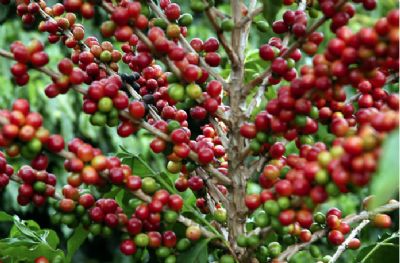 Produtividade de caf� bate recorde em dois munic�pios de Mato Grosso