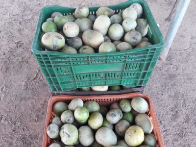 Come�a a colheita de pequi em Ribeir�o Cascalheira