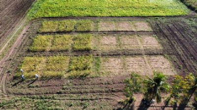 Pesquisa em MT busca impulsionar produ��o de gergelim por meio de inova��o tecnol�gica