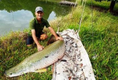 Produzindo 25 toneladas de peixe por ano, produtor aponta principal desafio da atividade em Ga�cha do Norte