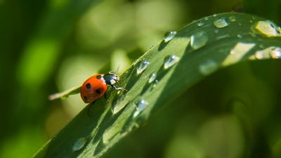 Biol�gicos s�o essenciais contra estresses clim�ticos