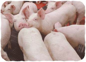 Hong Kong relata surto de peste su�na africana