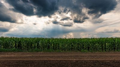 Chuvas volumosas seguem favorecendo cultivos no centro-norte