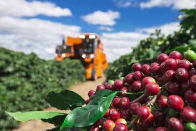 Caf�: Valores m�dios do ar�bica e do robusta caem com for�a em julho