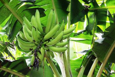 Produtores rurais recebem 800 mudas de banana da terra para avalia��o de quatro cultivares em MT