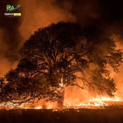 Inc�ndios florestais custam R$ 2,5 bi ao agro