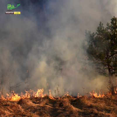 Inc�ndios no Pantanal j� consumiram este ano mais de 15% do bioma