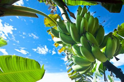 Banana: Baixa oferta nacional reduz exporta��es em 2022