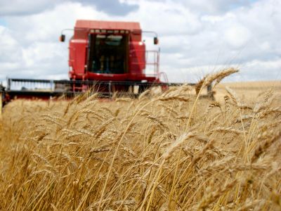 Trigo: Safra brasileira deve ser menor que em 2022