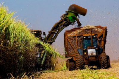 A��car: Com vendas enfraquecidas, pre�os recuam