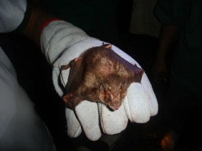 Caso de raiva bovina � confirmada em Rondon�polis