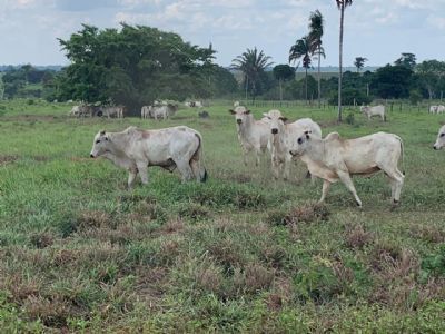 StoneX aponta queda de 0,79% no confinamento bovino do Brasil em 2021