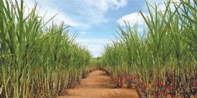 Ourofino Agroci�ncia apresenta novidades do portf�lio na Semana Digital de Tecnologia e Inova��o Coopercitrus