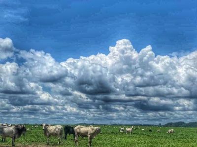 Rebanho bovino de Mato Grosso teve crescimento de 5,10%