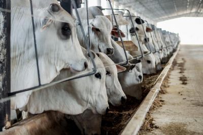 Empaer apresenta projeto de confinamento bovino em busca de parcerias para difundir tecnologia no Estado
