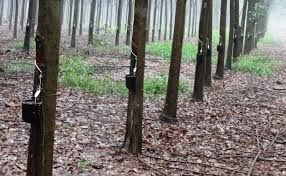 Embrapa faz nova oferta de hastes de seringueiras para produtores de mudas