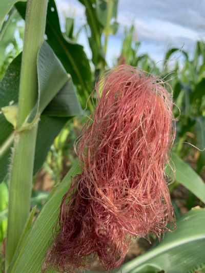 MT: Estiagem preocupa agricultores em safrinha do milho