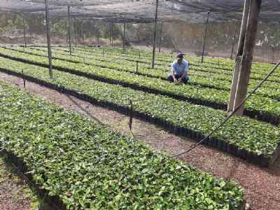 Produtores recebem mudas de caf� clonal produzidas nos viveiros da Empaer