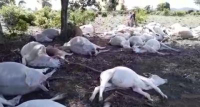Raio mata mais de 50 cabe�as de gado em Santa Terezinha