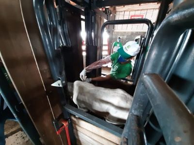 Curso de agente sanit�rio de sa�de animal capacita profissional para atuar na vacina��o