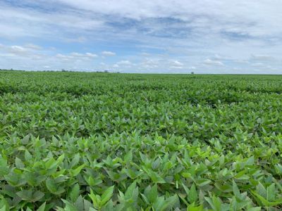 Em mais um preg�o, soja ameniza altas, mas segue em campo positivo na CBOT