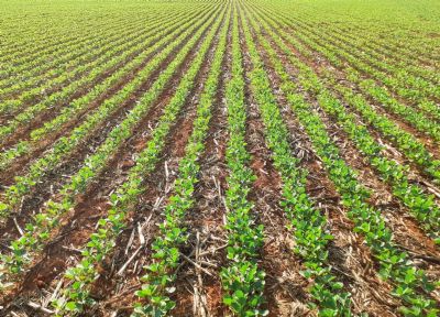 Popula��o ocupada no agroneg�cio chega ao maior n�mero desde 2015