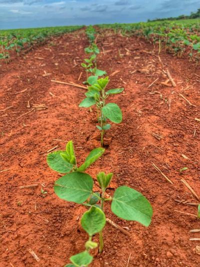 Semeadura de soja na reta final em Mato Grosso