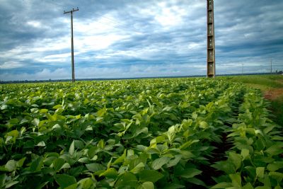 Soja inicia abril com mercado travado e press�o log�stica