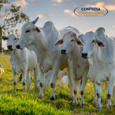 Entenda a import�ncia da suplementa��o do rebanho no per�odo das �guas