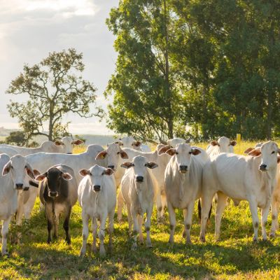 Pastagens: novo protocolo da Embrapa pode transformar pecu�ria de corte
