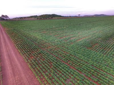 Soja tem 6� feira da estabilidade � espera de novas not�cias e pr�ximo reporte do USDA