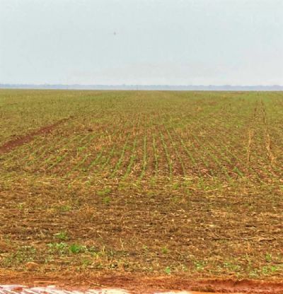 Precoce, o verde da soja j� preenche o horizonte em Ga�cha do Norte