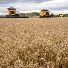 Trigo: Produ��o Argentina pode cair at� 40%