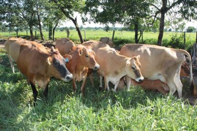 Produtor diversifica a alimenta��o dos bovinos e aumenta em 45% a produ��o de leite